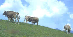 Cows on mountain meadows