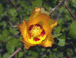 Baja flower