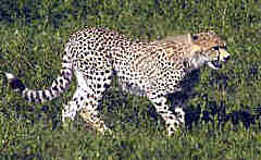 Cheetah in Serengeti