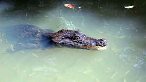 American crocodile, Tortuguero