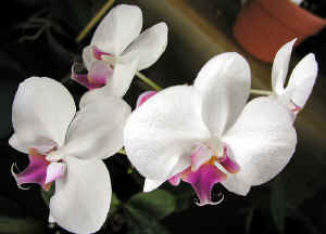 Costa Rica orchids