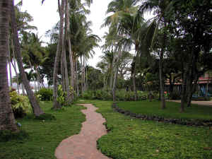 Palms at Hotel Tamarindo Daria
