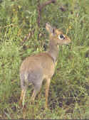 Dik Dik