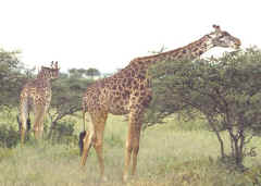 Giraffes in Tarangire