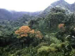 Grenada landscape