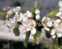 Blossoms at Great Dixter, Kent