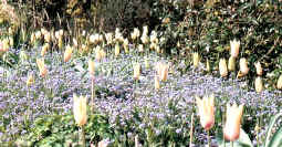 A mixed bed at Great Dixter in Kent