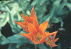 Orange flower at Great Dixter in kent