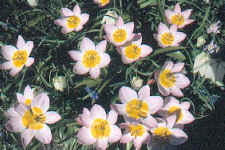 Flowers at Great Dixter, Kent