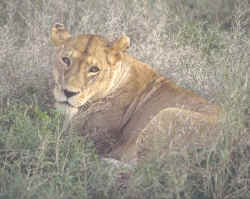 Lioness in the Serengeti