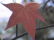 Liquidamber