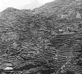 Terraced hillsides in Madeira