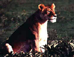 Serengeti lion