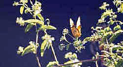 Butterfly in Tarangire