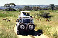 Rover in Tarangire